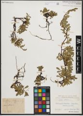 Foto von Salix retusa L.